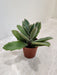 Kalanchoe Beharensis in Terracotta Pot Indoor Succulent