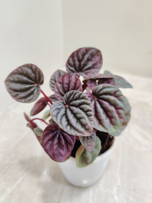 Compact Indoor Luna Red Peperomia Plant