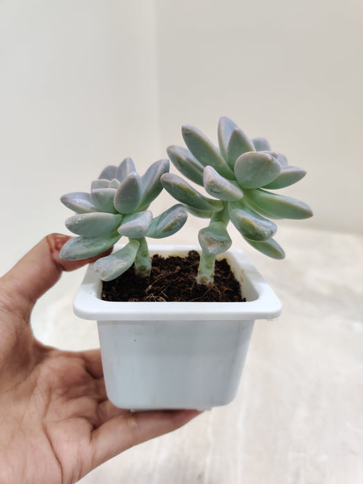 Pachyveria-Opalina-Small-Indoor-Plant