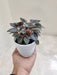 Peperomia Brasilia with Glossy Leaves