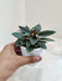 Compact and Lush Peperomia 'Rossa' for Desks
