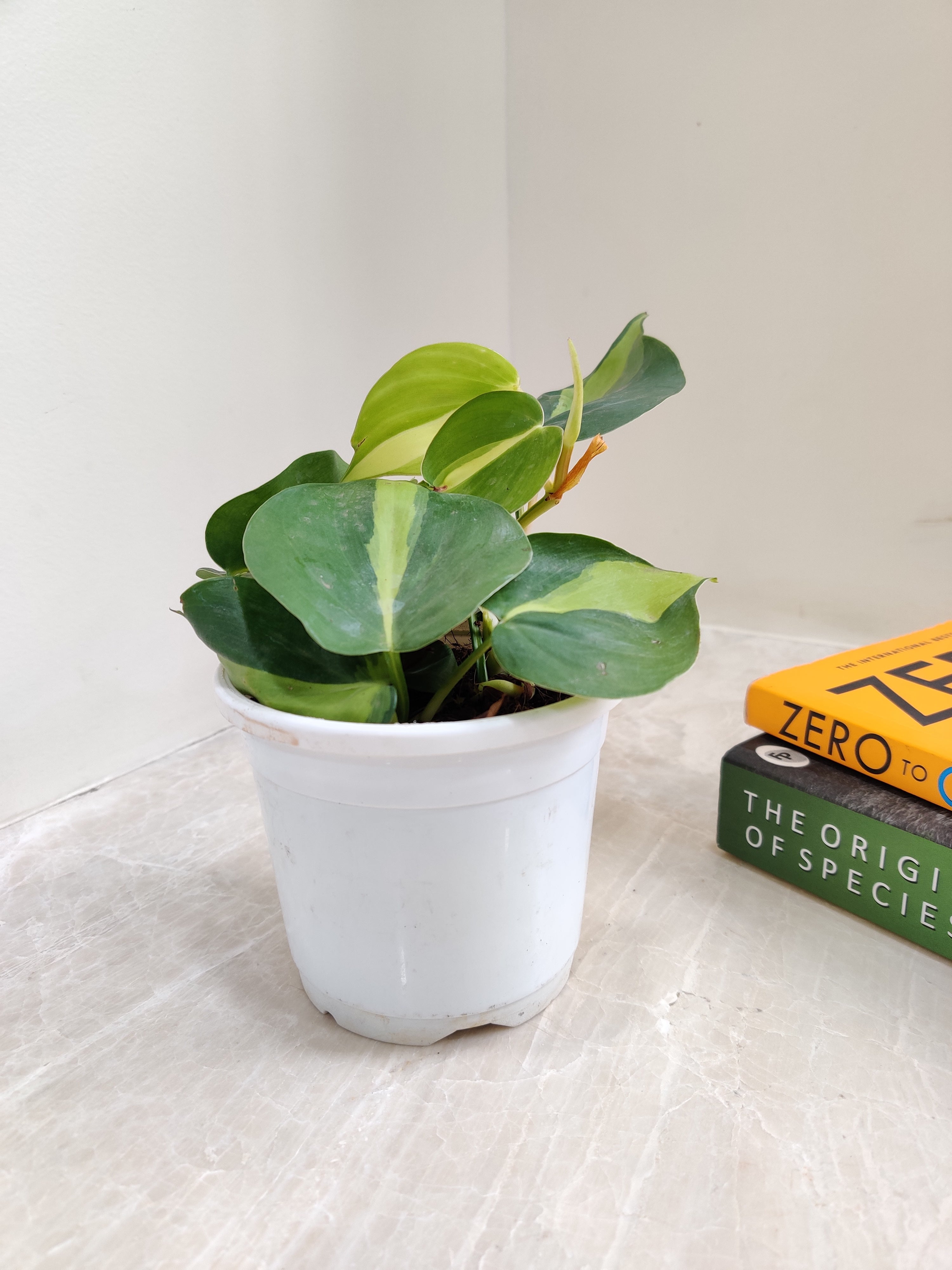 philodendron brasil online india Philodendron Oxycardium Brasil Plant