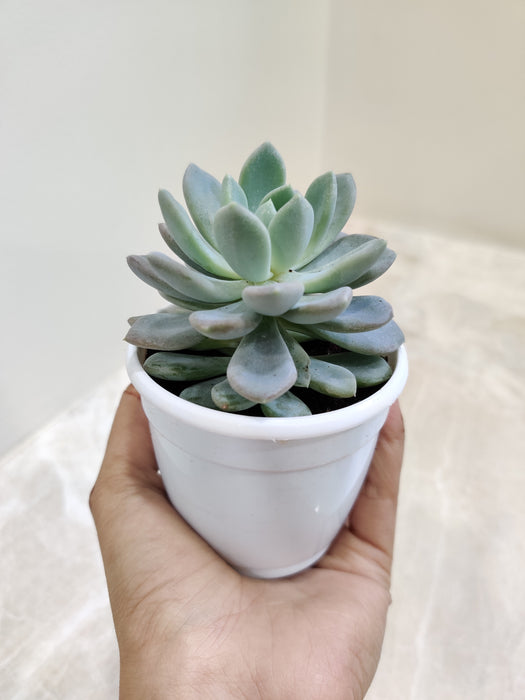 Powdery Coated Pachyveria Succulent