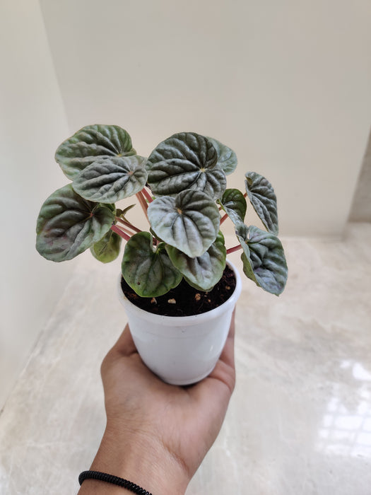 Compact Peperomia with heart-shaped,