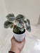 Compact Peperomia with heart-shaped,