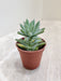 Sedeveria 'Silver' Compact Indoor Succulent in Red Pot 