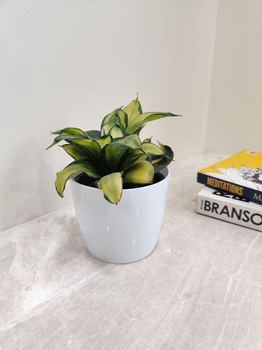 Air-purifying Snake Plant perfect for corporate gifting