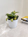 Air-purifying Snake Plant perfect for corporate gifting