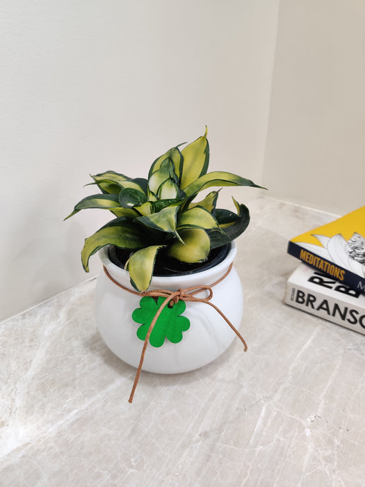 Compact Snake Plant for minimalist office decor