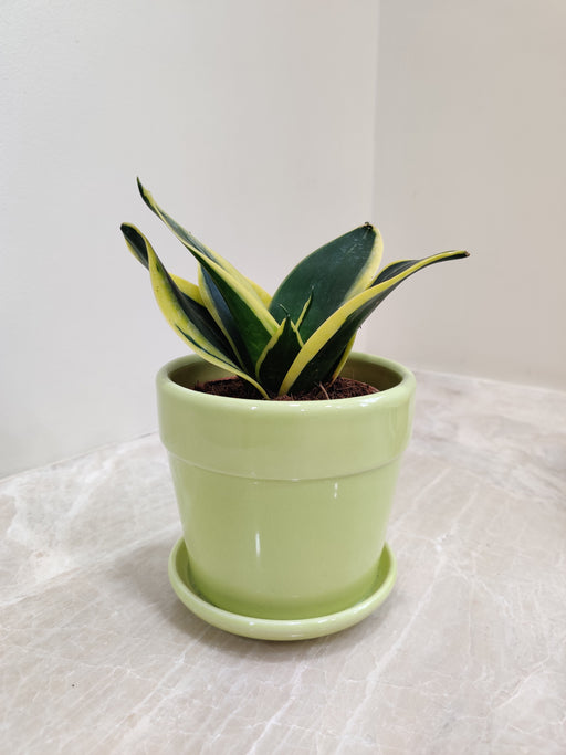 Compact Snake Plant in Green Ceramic Pot
