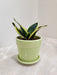 Compact Snake Plant in Green Ceramic Pot