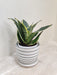 Compact Snake Plant in a Striped White Pot