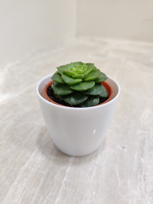 Compact green succulent in white pot for corporate gifting