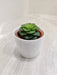 Compact green succulent in white pot for corporate gifting