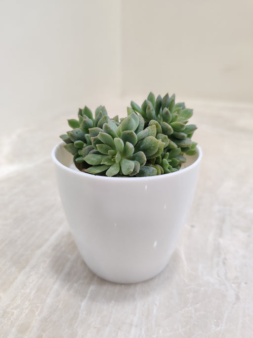 Lush Green Succulent in White Planter for Office