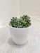 Lush Green Succulent in White Planter for Office