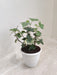 Variegated-English-Ivy-Plant-Lush-Green-White-Leaves-8.5cm-Pot