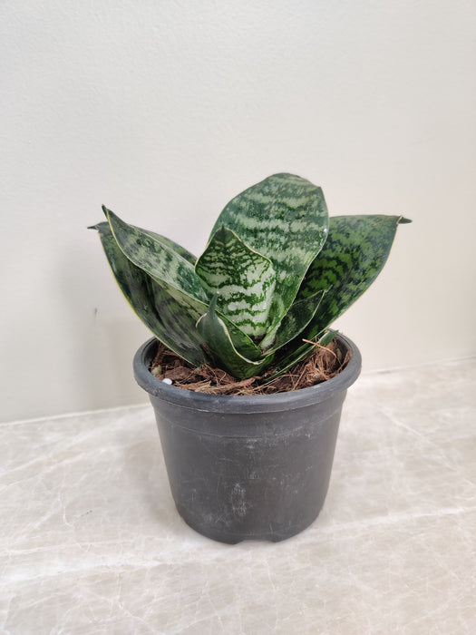 dwarf snake plant height Buy Green Dwarf Snake Plant Online at Lowest Price in India – ChhajedGarden.com