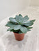 Compact and Robust Senecio Cephalophorus Succulent Plant