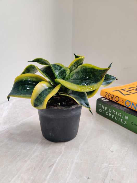 Low Maintenance Indoor Sansevieria Plant