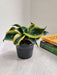Low Maintenance Indoor Sansevieria Plant