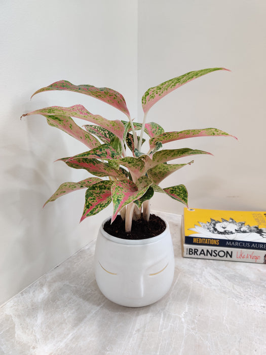 Energizing Aglaonema Firework in Decorative Pot