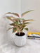 Energizing Aglaonema Firework in Decorative Pot