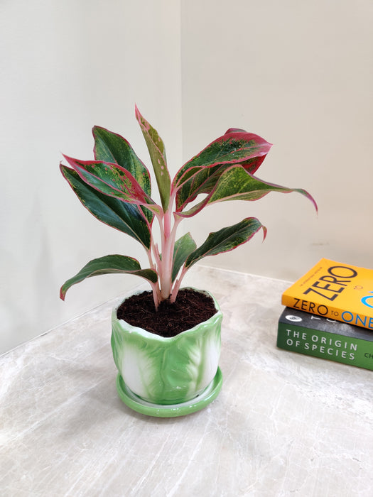 Vibrant Aglaonema Lipstick with Lush Leaves for Office Decor