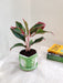 Vibrant Aglaonema Lipstick with Lush Leaves for Office Decor