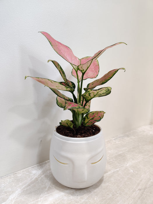 Elegant Aglaonema Diamond Red in serene face pot