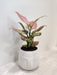Elegant Aglaonema Diamond Red in serene face pot
