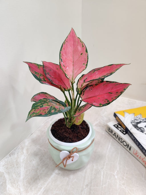 Lush Red Aglaonema Beauty ideal for office spaces.