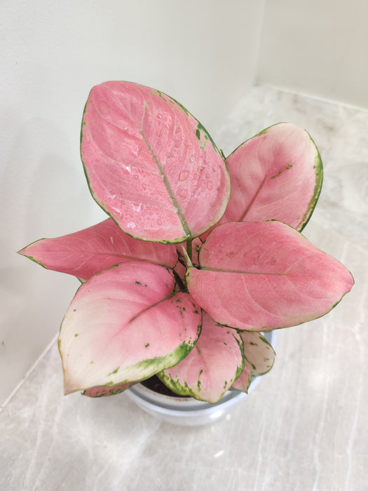 Air purifying Aglaonema Diamond Red for corporate environments