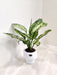 Corporate gift Aglaonema Snow White with variegated leaves