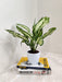 Air purifying Snow White Aglaonema indoor plant