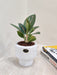 Elegant Aglaonema Star Dust plant perfect for corporate gifting