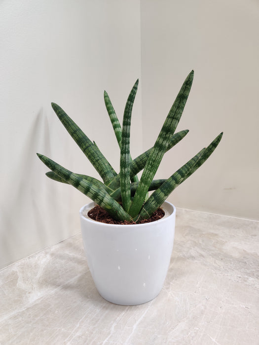 Boncel Snake Plant in white plastic pot for office