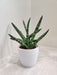Boncel Snake Plant in white plastic pot for office