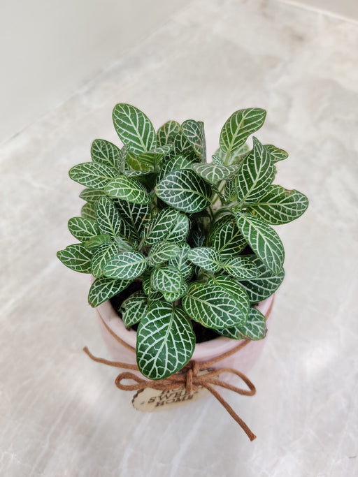 Corporate desk gift Fittonia green plant in a decorative pot.
