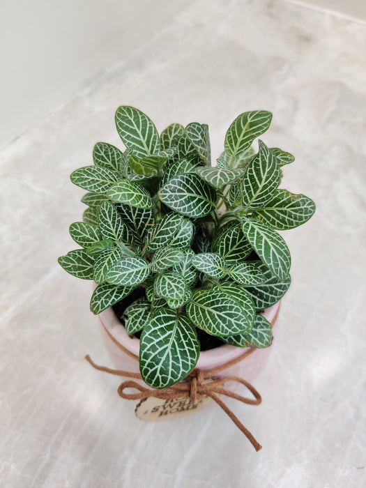 Corporate desk gift Fittonia green plant in a decorative pot.