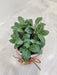 Corporate desk gift Fittonia green plant in a decorative pot.