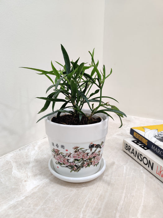 Graceful Hoya Longifolia in a white ceramic pot