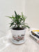 Graceful Hoya Longifolia in a white ceramic pot
