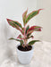 Air Purifying Lipstick Aglaonema for Healthy Workspaces