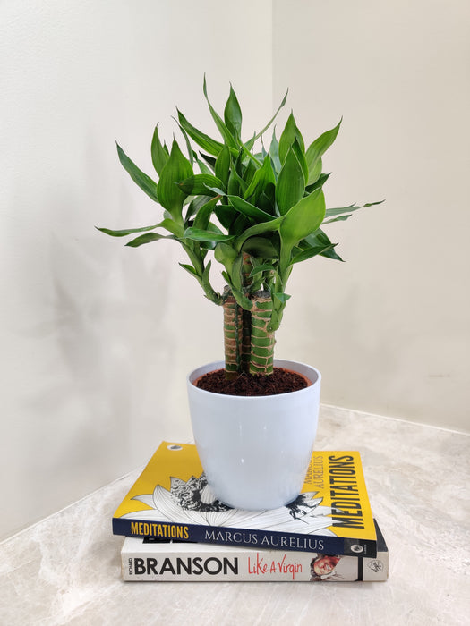 Air purifying Lotus Bamboo for office spaces