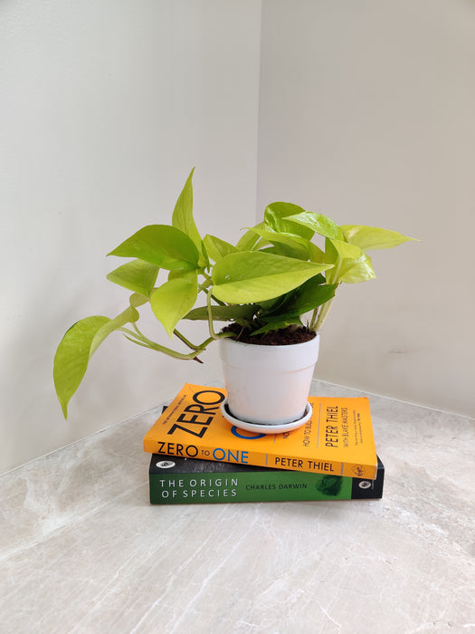 Money Plant as an ideal office decor pieceHealthy and lush Golden Money Plant