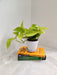 Money Plant as an ideal office decor pieceHealthy and lush Golden Money Plant