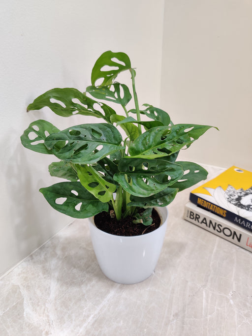 Tropical Monstera indoor plant perfect for corporate gifting