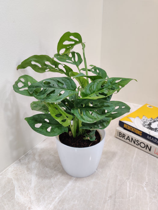 monstera plant gift Buy Monstera Plant Online