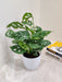 Tropical Monstera indoor plant perfect for corporate gifting